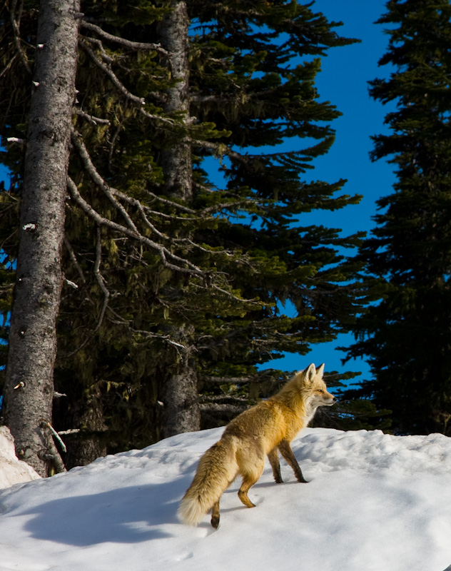Red Fox On Snowbank